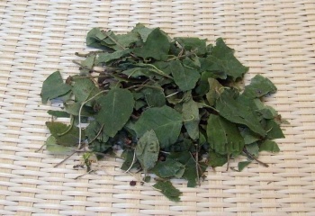 Как принимать боровую матку при бесплодии