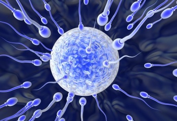 Овуляция: небольшой ликбез