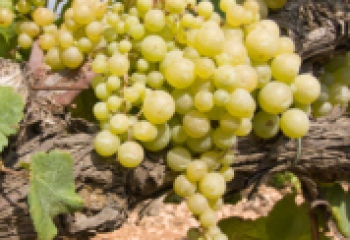 Все о масле из виноградных косточек